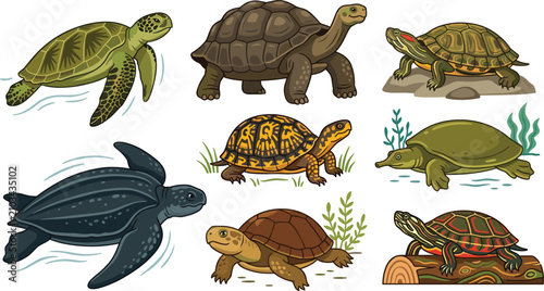 Cuadro en lienzo Turtles Tortoises and Terrapins Reptiles Vector Illustration Set Featuring Sea T