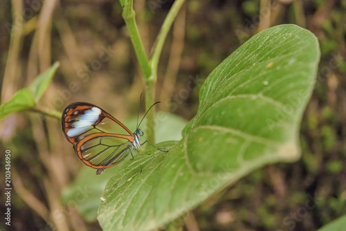 An exotic glasswing butterfly perched on a leaf