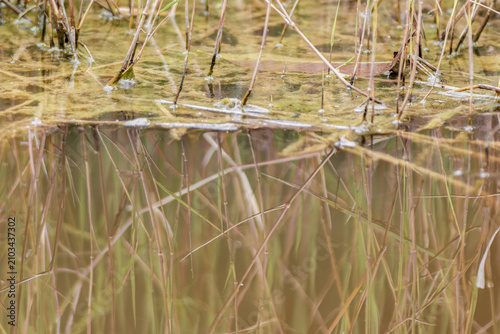 The reflection on the water of the grass growing in a pond
