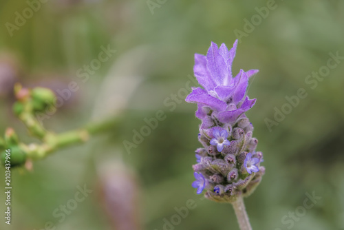 A lavender flowers with bracts blooming in a garden