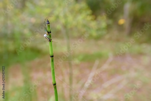An orchard spider resting on the tip of a horsetail stem