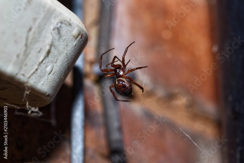 Fotografie Noble false widow spider Steatoda nobilis showing abdominal markings on web