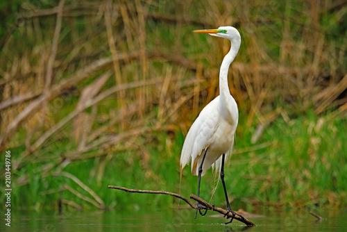 фотографія A Great Egret, Ardea alba, perched on a branch emergent from a wetland