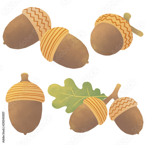 도토리 일러스트 Acorn illustration