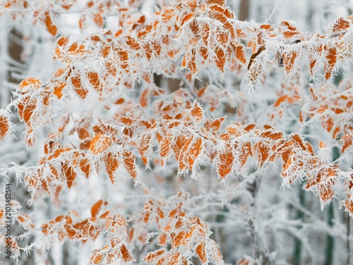 frost on the branches