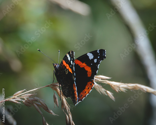 Quadro su tela Red Admiral (Vanessa atalanta), with Black Wings, Red Bands and White Spots Feed