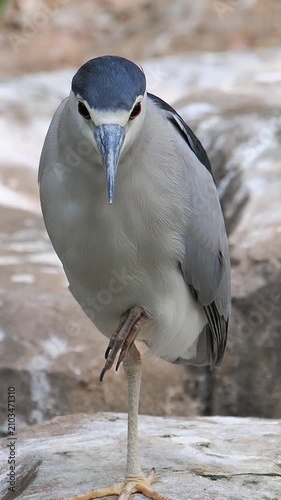 Close up portrait of a Black-crowned Night Heron standing and balancing on one leg on a rocky surface in its natural wildlife habitat