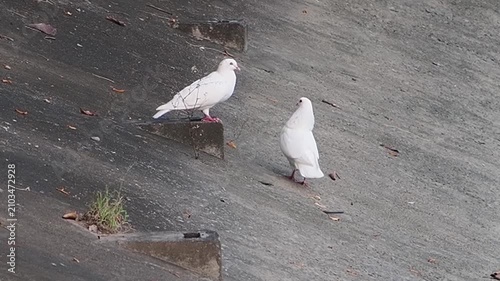 Two white pigeons interacting while resting on a slanted grey concrete surface in an urban environment