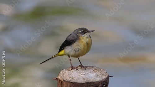 Detailed close up of a yellow wagtail bird perched on a wooden post against a smooth blurred natural background