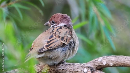 Detailed close up of a Eurasian tree sparrow perched on a wooden branch looking backward against a smooth blurred green natural background