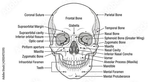 Detailed anatomical diagram of human skull bones.