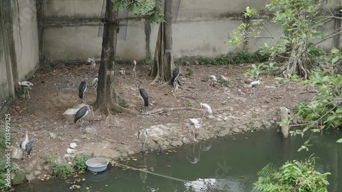 Asian openbill storks gathering beside pond at Saigon Zoo and Botanical Gardens in Ho Chi Minh City Vietnam