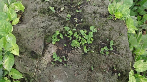 Small green plants growing naturally on weathered porous rock surface