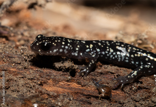 Closeup of a Northern Slimy Salamander (Plethodon glutinosus). This beautiful amphibian has large, bulgy eyes  and a black body with a constellation-like pattern of small white dots over its body. 