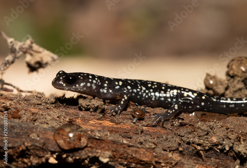Northern Slimy Salamander (Plethodon glutinosus) sitting on a rotting.  Look closely, and you will see a small snail crawling towards the salamander's body. 
