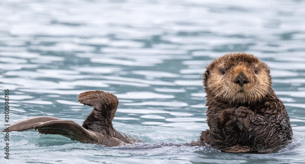 Fototapeta premium Sea Otter in Water 