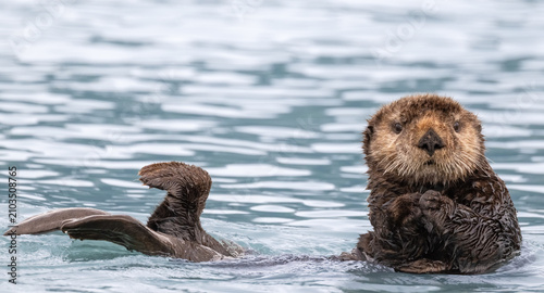Sea Otter in Water 