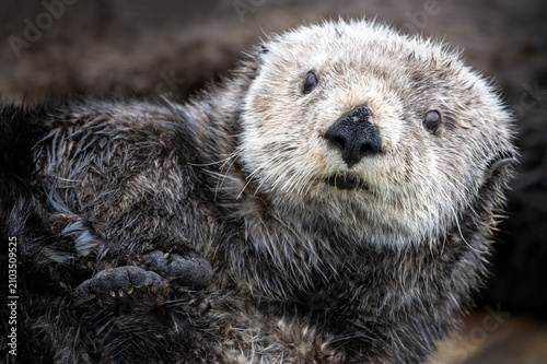 Sea Otter