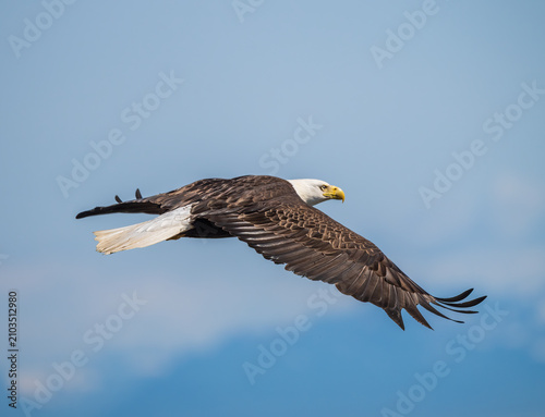 Adult Bald Eagle in Flight on Blue Sky