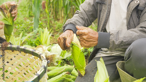 Foto farmers hand harvesting young sweet corn or sweetcorn on field, farm, plantation