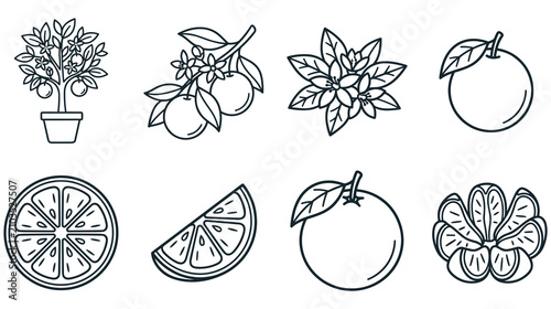 Obraz na płótnie Orange fruit line art icon set, citrus plant, slice, and whole fruit graphic