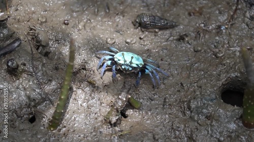 Blue Crab on Muddy Shore: A tiny blue crab scuttles across a wet, muddy shore, its small legs moving with purpose amidst tidal pools and mangrove roots.
