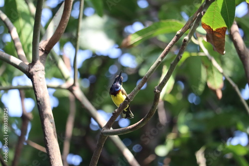 Fotografie Small Bird Perched on a Branch: A tiny, vibrant bird with yellow and blue plumage sits delicately on a thin tree branch amidst lush green leaves, its keen eyes observing the surroundings