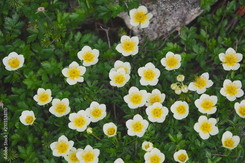 Photos Field of creeping avens flowers with pinnate leaves, Mount Tateyama