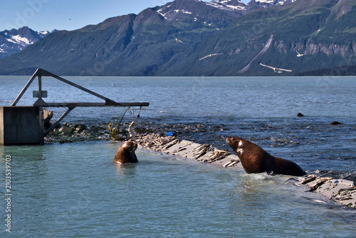 Sea lions at fish hatchery in Alaska