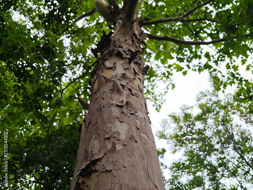 Фотография Plane Tree Bark Detail with Sky Background