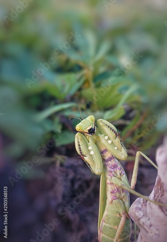 Принти на полотні A detailed close-up of a praying mantis feeding on a captured insect in the wild