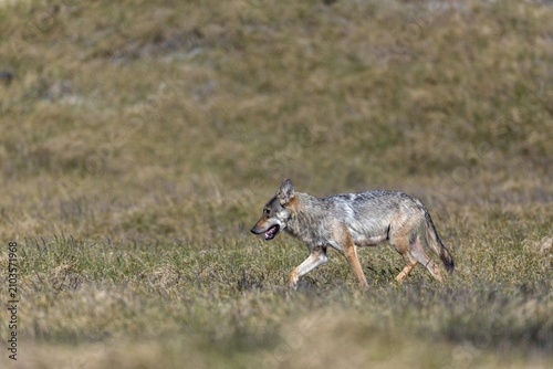 The behaviour of the wolf pheasant (Canis lupus) is comparable to that of the first encounter, this time it also appears to be waiting for its partner to arrive, rearing its young, Denmark