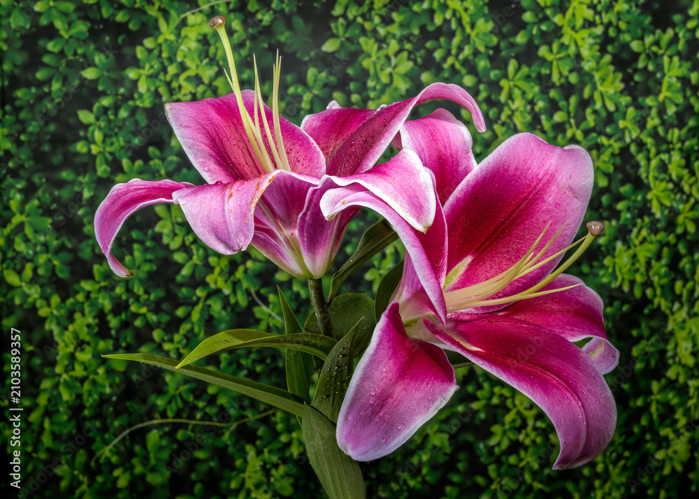 Obraz premium Beautiful vibrant pink lily flowers on green foliage background