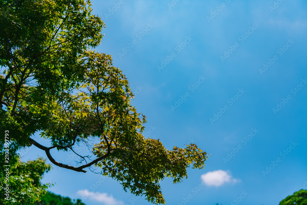 Fototapeta premium tree and sky