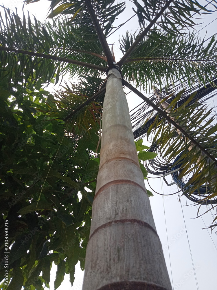 Fototapeta premium coconut palm tree