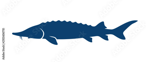 Fotografía Silhouette of a Sturgeon Fish