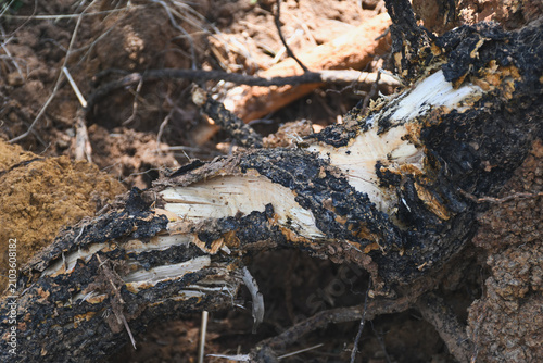 Fotografie Broken tree root exposed in the soil.