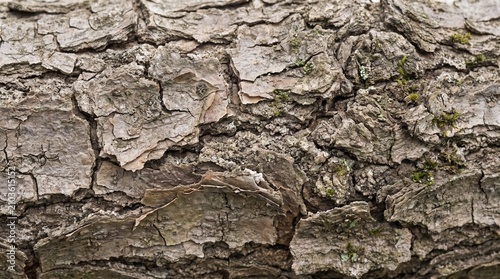 Mangrove tree bark close-up