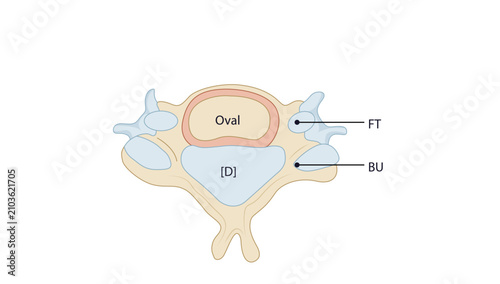 Fotografie Cervical vertebral body, the anatomical features of a typical cervical vertebra