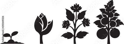 Plant growth cycle vector icons, botanical life cycle stages from seed to fruit, black silhouette garden plant development set