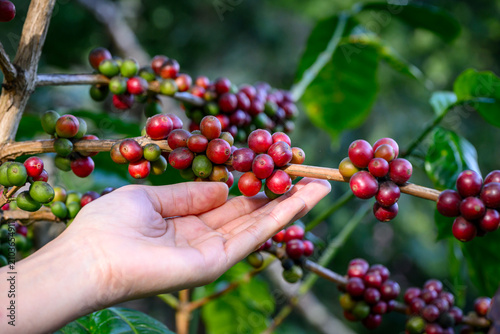 Close up of farmer hand holding branch with ripe red coffee cherries on coffee tree plant at plantation. Agriculture harvest and organic coffee bean