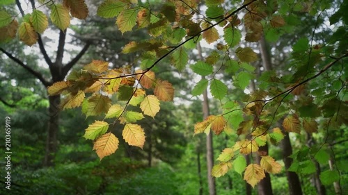 seasonal transition of autumn trees with golden leaves in forest