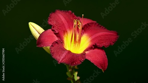 Vibrant Burgundy Daylily Flower on green Background
