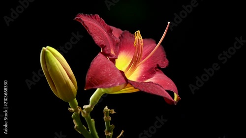 Vibrant Burgundy Daylily Flower on Solid Black Background