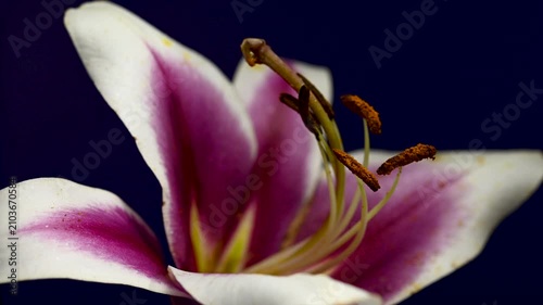 Beautiful pink and white lily flower on purple background