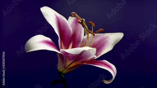 Beautiful pink and white lily flower on purple background