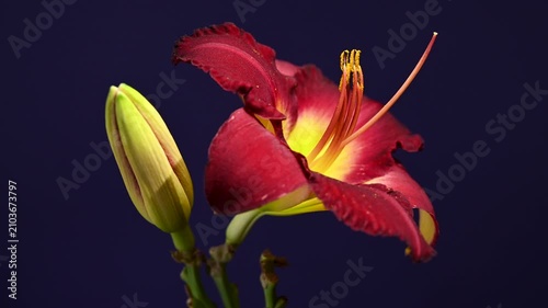 Vibrant Burgundy Daylily Flower on Studio Purple Background