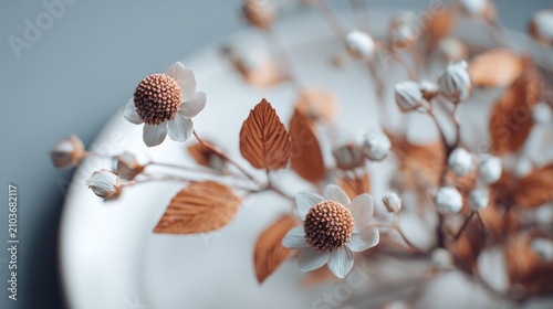 Delicate dried flower branch with brown leaves and white blossoms on a white plate background