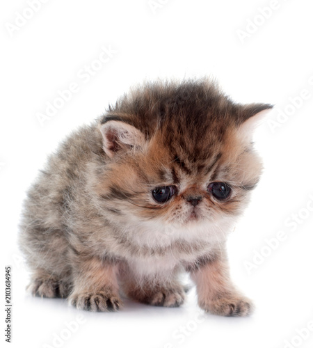 Cuadro en lienzo kitten exotic shorthair