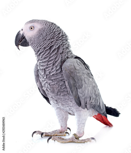 African grey parrot